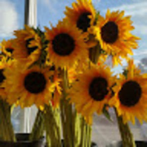 Meet your Posher, Patty